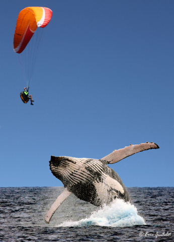 baleine